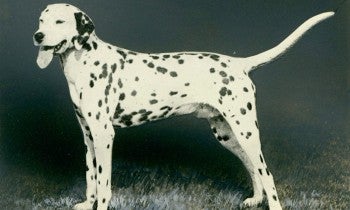 A dog standing