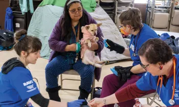 Three RAVS volunteers work together to examine a dog