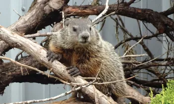 Photo of a groundhog in a tree