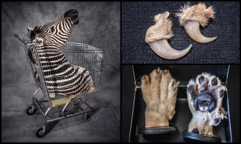 Collage of photographs featuring objects made from trophy hunting