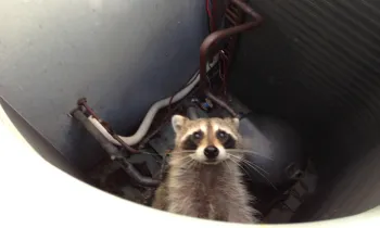 Raccoon in an air conditioner