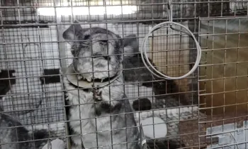 Chinchilla on Romanian fur farm