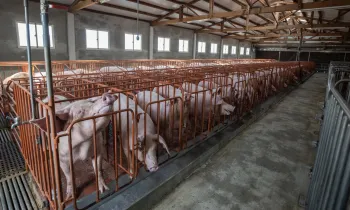 Pigs in tight cages