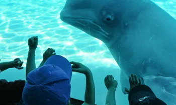A beluga whale on display at Marineland