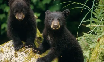 Two bear cubs in the wild