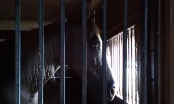 A horse standing in a stall