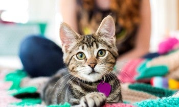 An American shorthair cat with a purple tag looks at the camera
