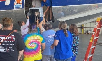 People load a dog onto a plane