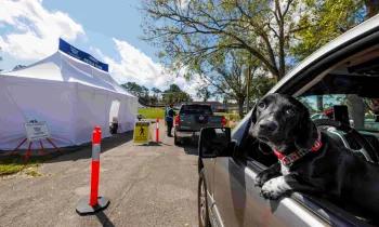 A dog pokes out of a window of a car in line for supplies
