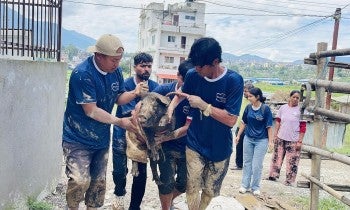 A group of people holding a pig