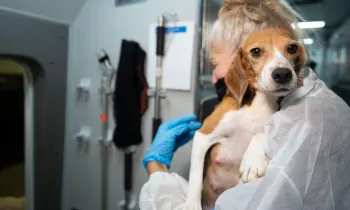 A woman holds a beagle
