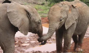 Two elephants in the wild