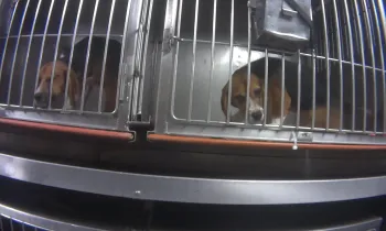 Beagles in cages