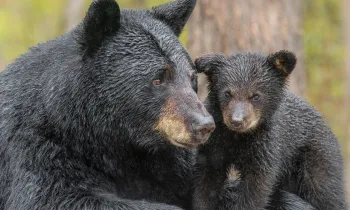 black bear mother and cub