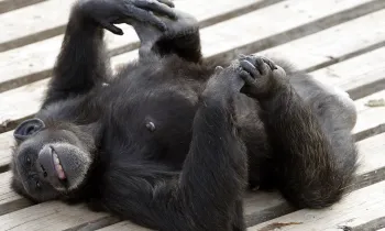 A chimp laying on their back playing