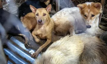 Dogs locked in cages at a restaurant serving dog meat