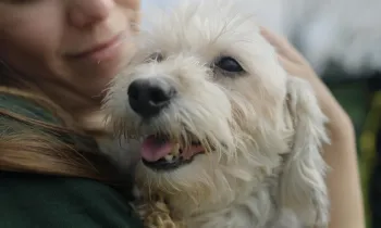 Woman holds a dog in her arms
