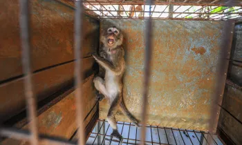 Monkey scared behind bars