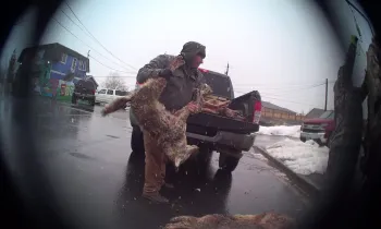 Man throwing dead coyote into truck
