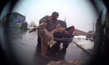 Man throwing dead coyote into truck