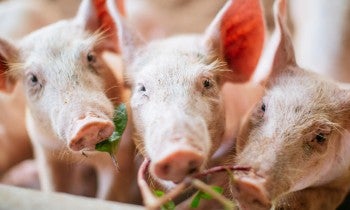 Three pigs eating