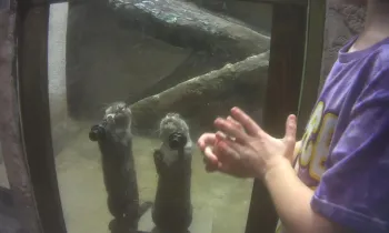 Two otters stand near the glass pane of their barren enclosure