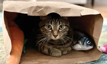 A cat curled up in a paper shopping bag.