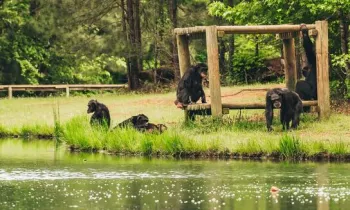 Rescued chimps at sanctuary