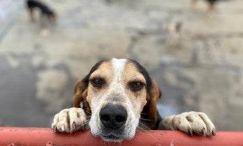 Dog holding pole