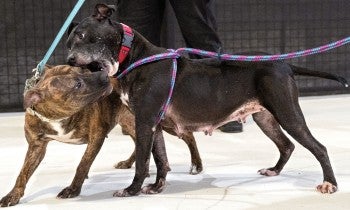 Two dogs playing