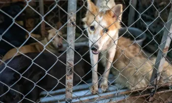 Dogs behind a cage