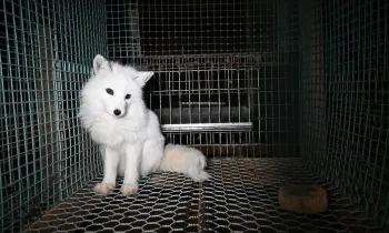 Fox in cage