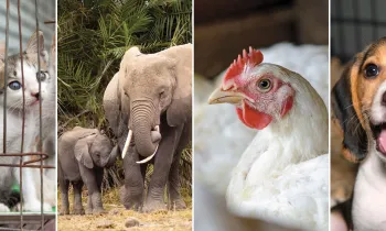 A grid of images including kittens, elephants, a chicken and a dog.