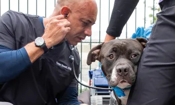 Carrying a backpack filled with basic veterinary supplies, Dr. Kwane Stewart examines the pets of people experiencing homelessness. 