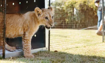 Pi the lion cub emerging from his transport crate