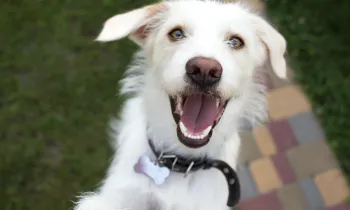 Close up of a dog looking happy