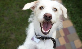 Close up of a dog looking happy