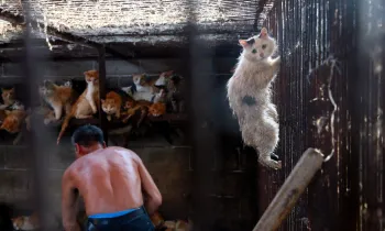 Cats at a slaughterhouse in Yulin, China