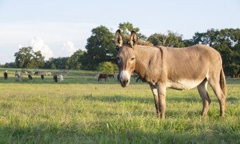 Equine Protection