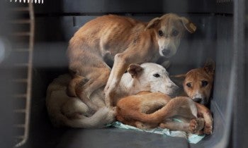 Dogs caught up in the dog meat trade in Indonesia