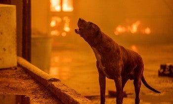 California Wildfires - 2025
