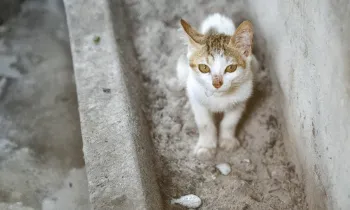 Cat rescued from the cat meat trade in Viet Nam
