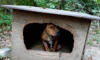 A scared, brown dogs sits huddled inside a dilapidated, wooden structure. A tight collar circles their neck and chains the dog to the their inadequate shelter. The dog peeks out from the shadows.