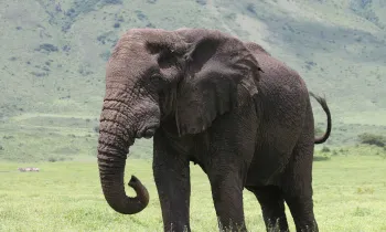 An elephant stands proudly in their natural habitat, surrounded by greenery.