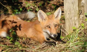 fox crouching next to tree