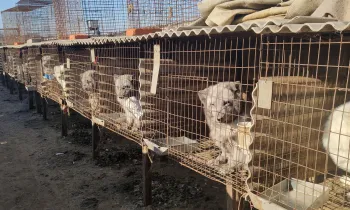 Exposed to the elements, arctic foxes look out from inside small, battered wire cages. The row of filled cages stretches beyond the edges of the photo.