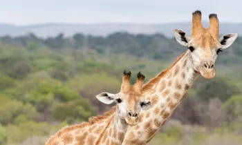 two giraffes together