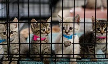 four kittens in a cage