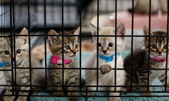 four kittens in a cage