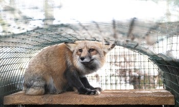 OH Fur Farm Rescue